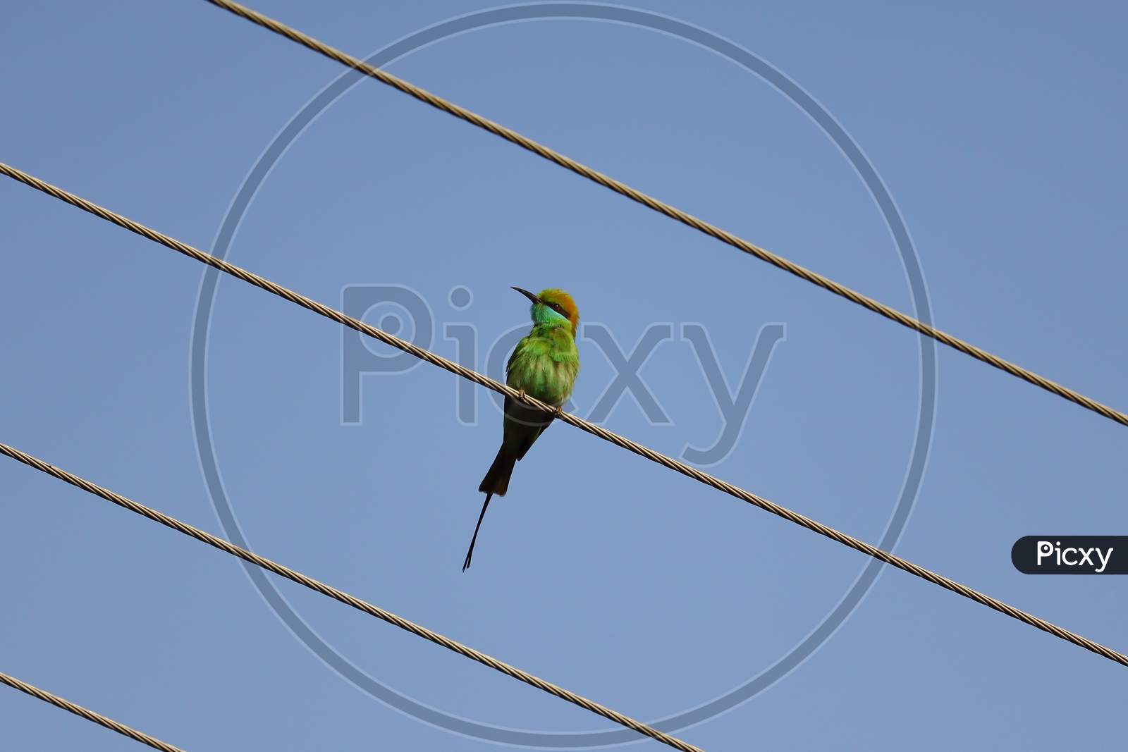 A Bee Eater Sitting On The Wire