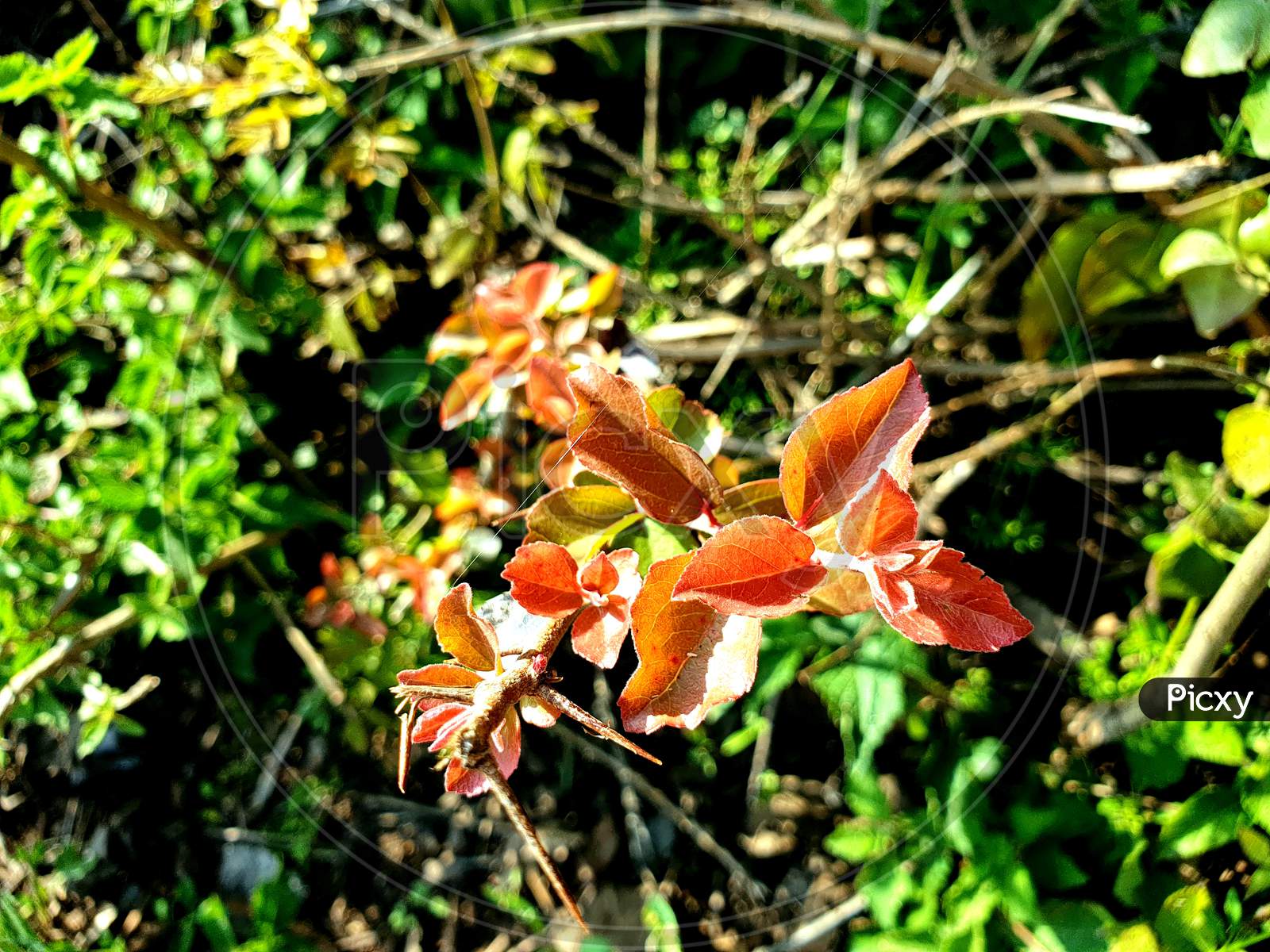 Brown Leaves Of A Plant