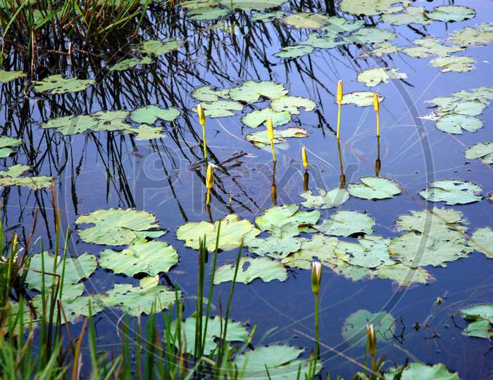 Freshwater Marsh - Water lily pont