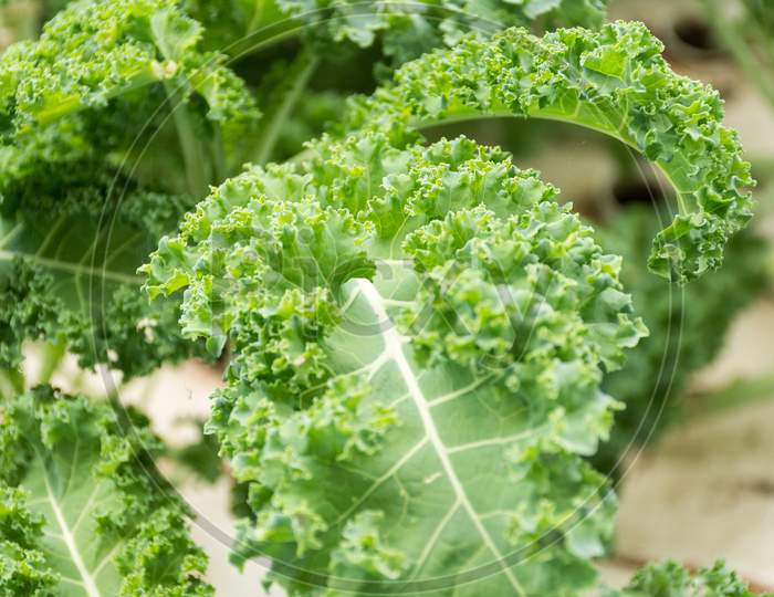 Close-Up Of An Organic Fresh Kale