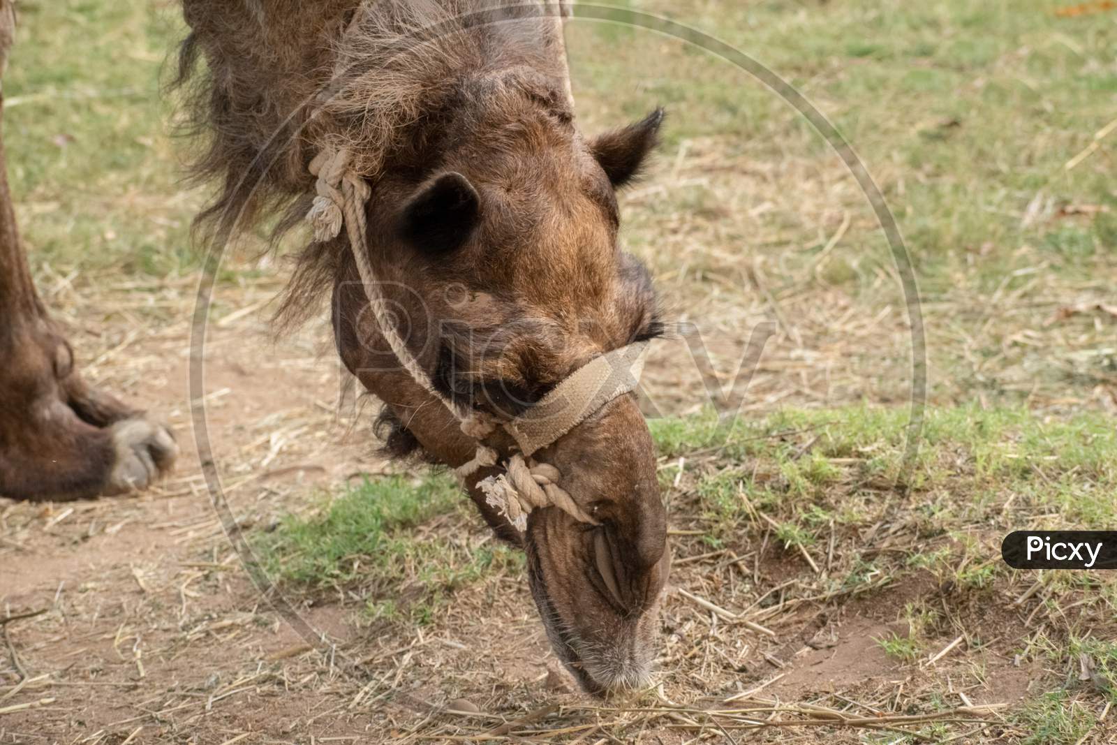 Headshot Of A Domestic Camel