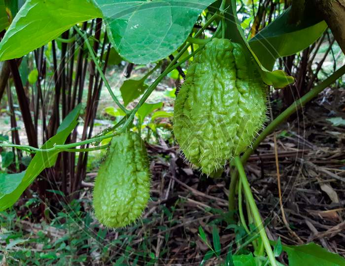 Chayote, Also Known As Mirliton And Choko, Is An Edible Plant Belonging To The Gourd Family