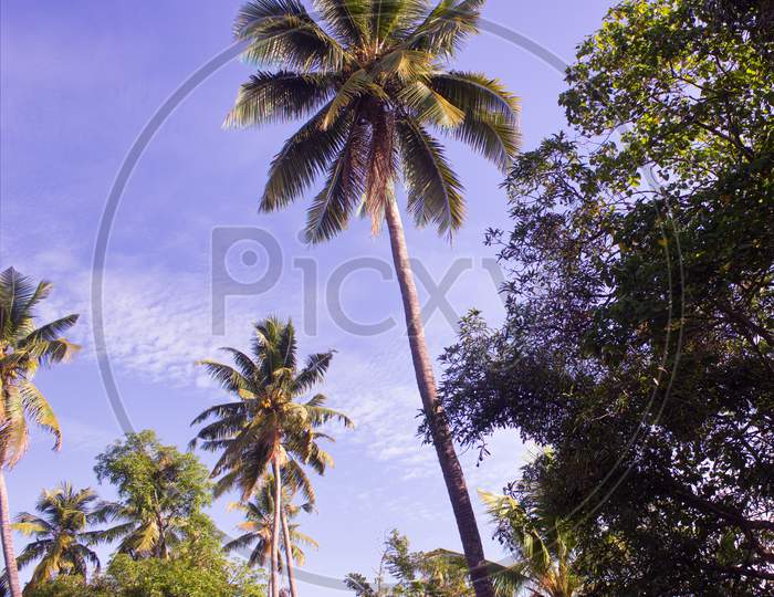Palm Tree Beneath A Clear Blue Sky