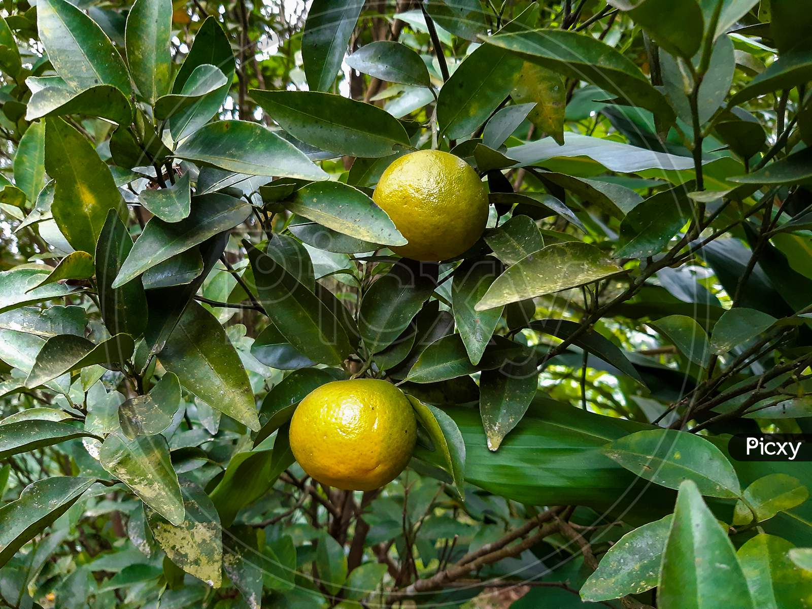 Mandarin Orange Plant Of Darjeeling With Orange