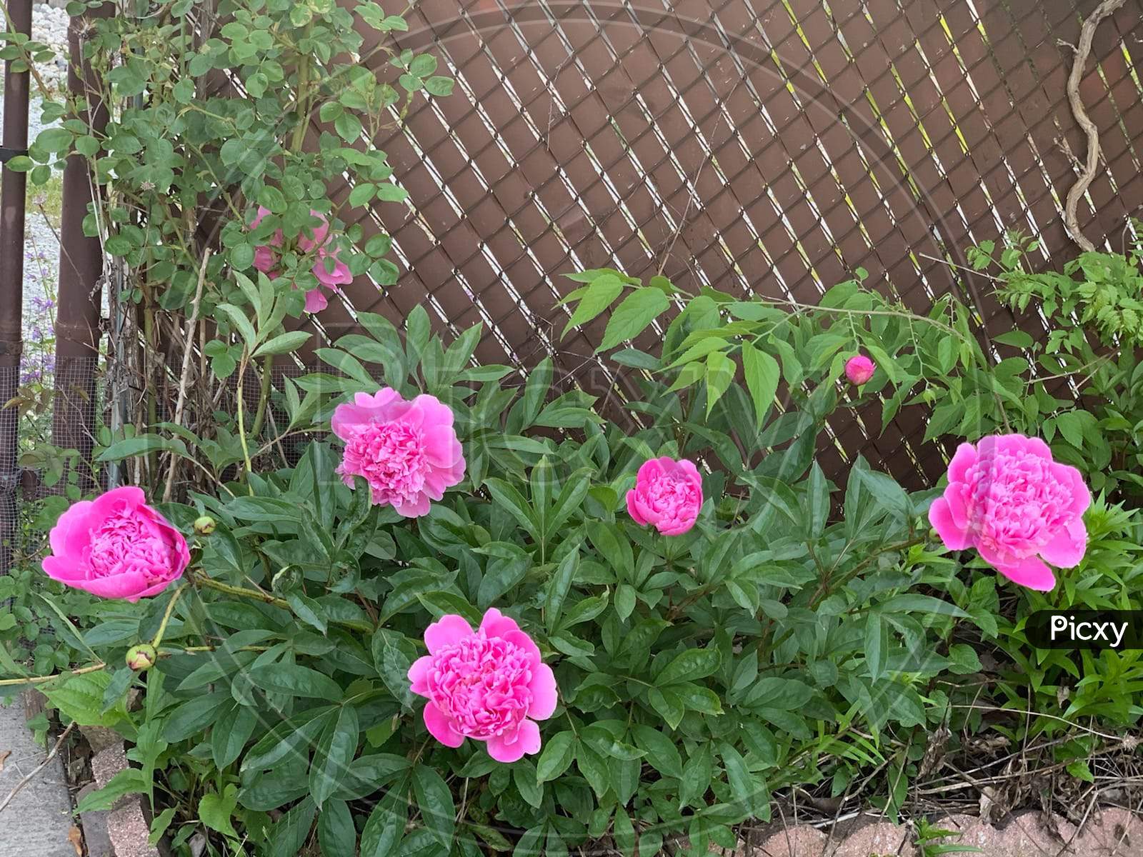 Pinky flowers