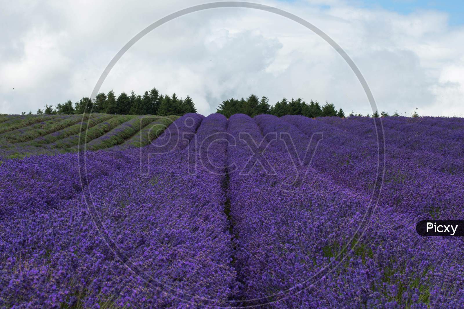 Rows of English Lavender