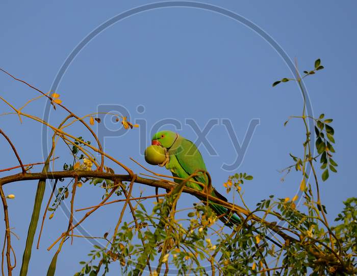 Parrot Carrying Jujube Fruit