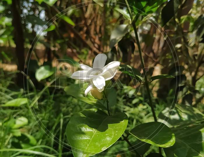 Jasmine flower Nature morning