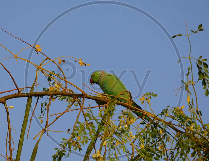 Parrot Eating Jujube Fruit