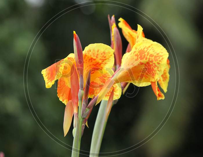 Canna lily flowers