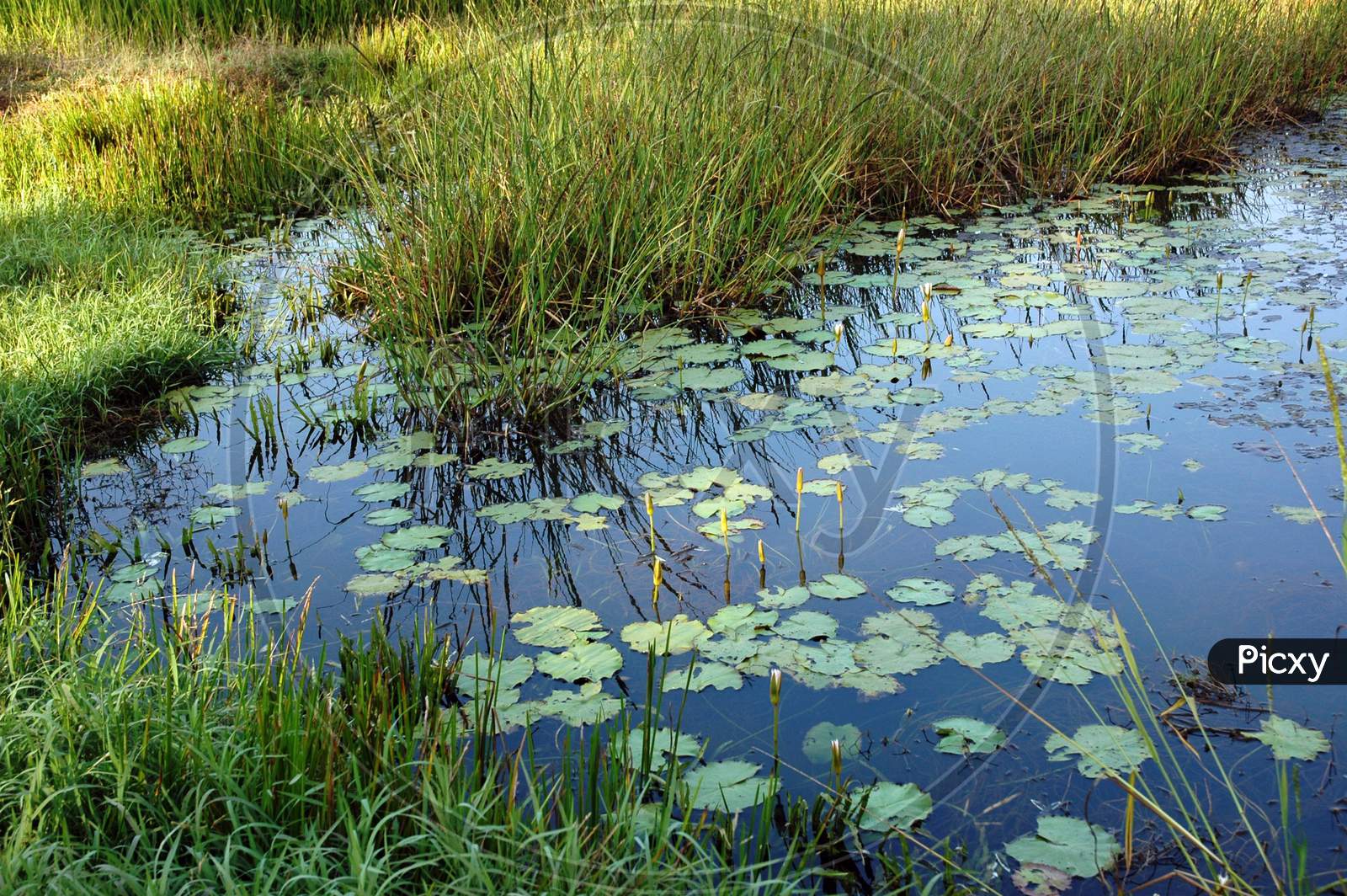 Freshwater marsh - Water Lily Pond