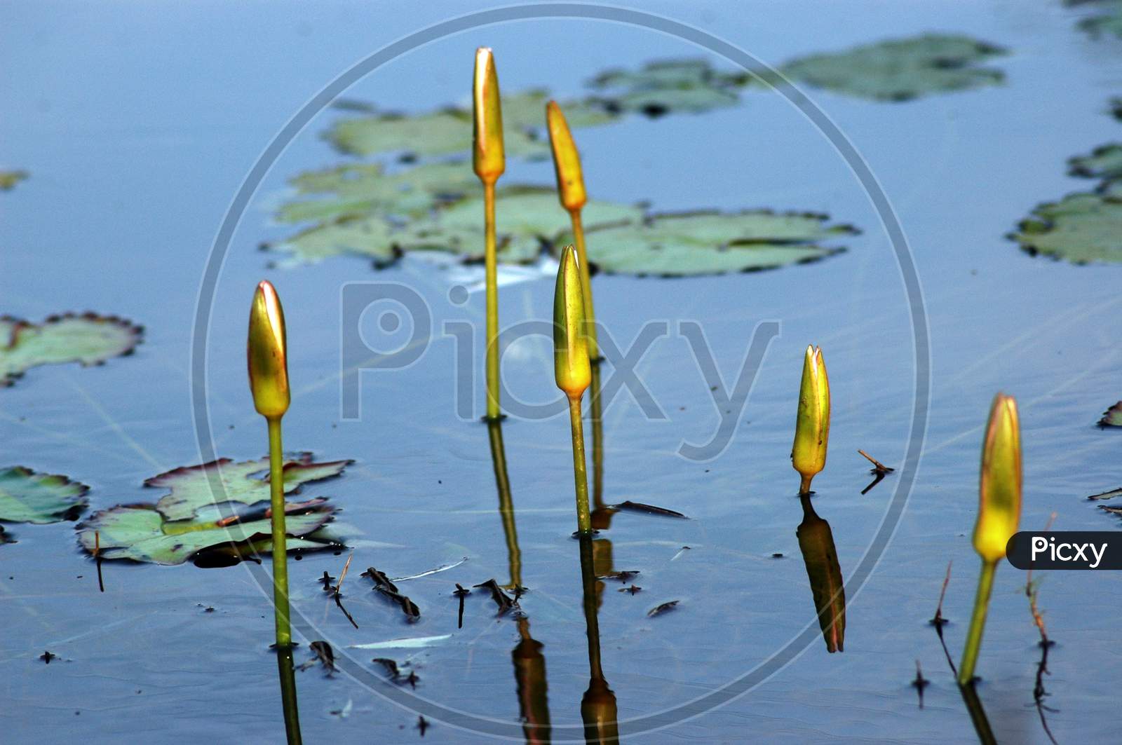 Freshwater Marsh - Water lily Pont