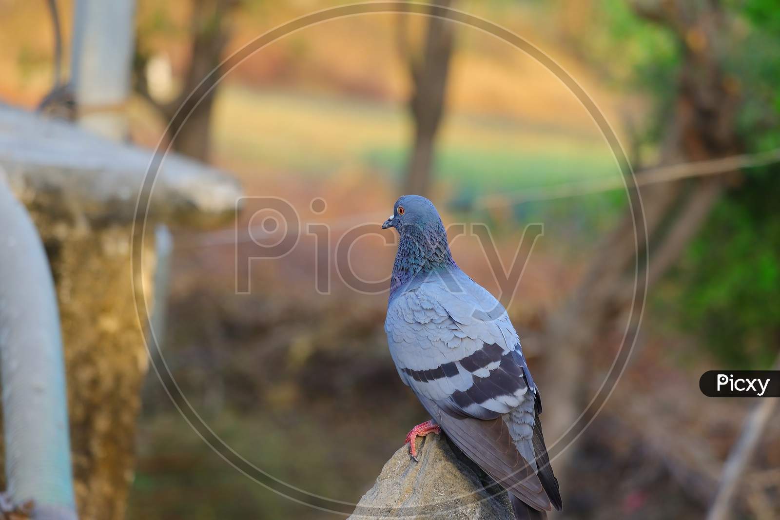Closeup Pigeon Image