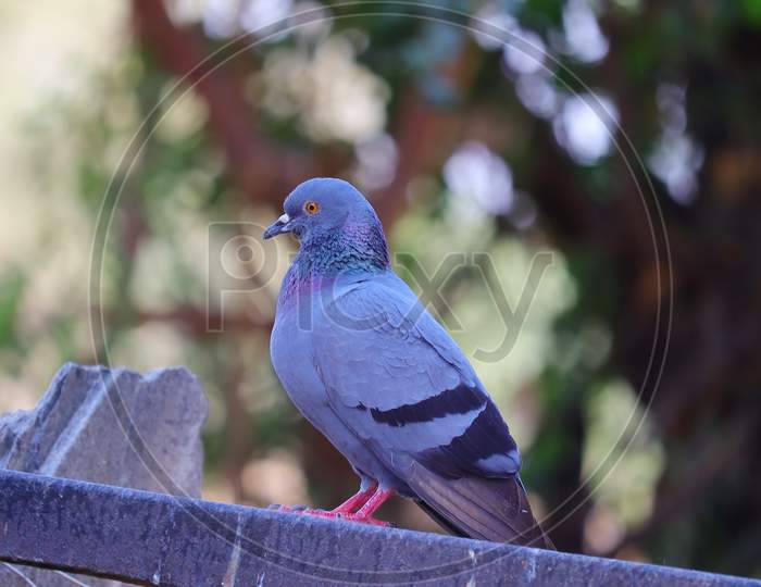 Pigeon Perching On Iron Grill