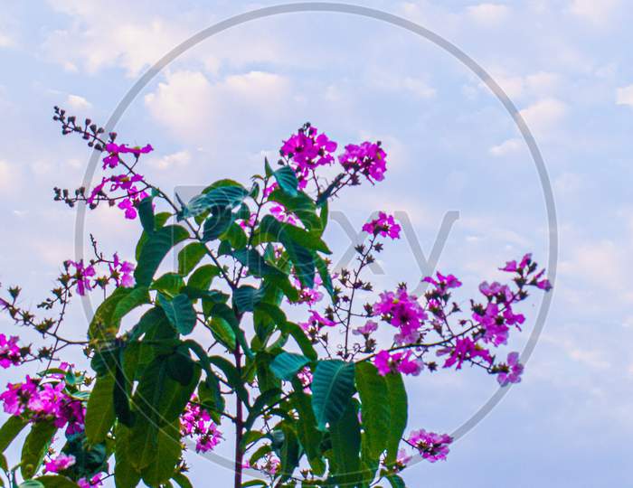 Pink Flowers With Sky