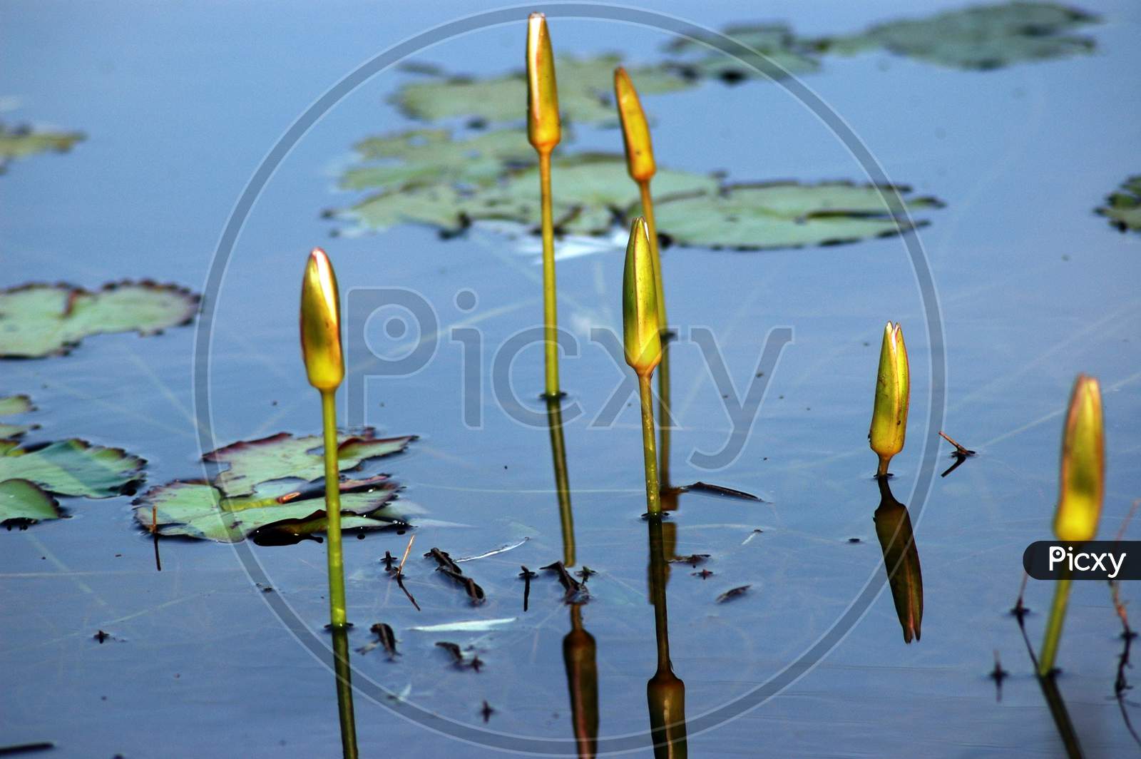 Freshwater Marsh - Water lily Pont