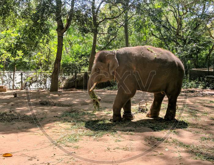 Elephant in the Wildlife Sanctuary