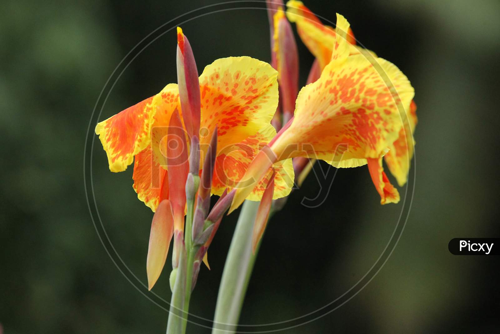 Canna lily flowers