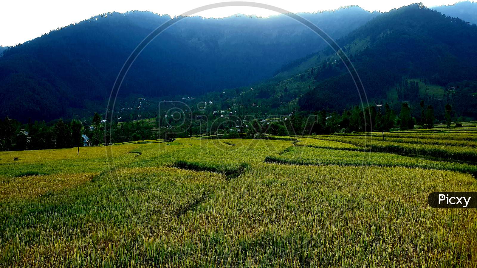 Pasteurization Of Paddy Fields And A Hill