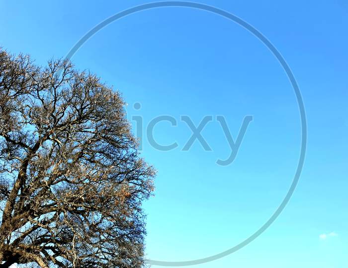 Half Tree View And Sky