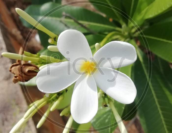 Cute little White flowers