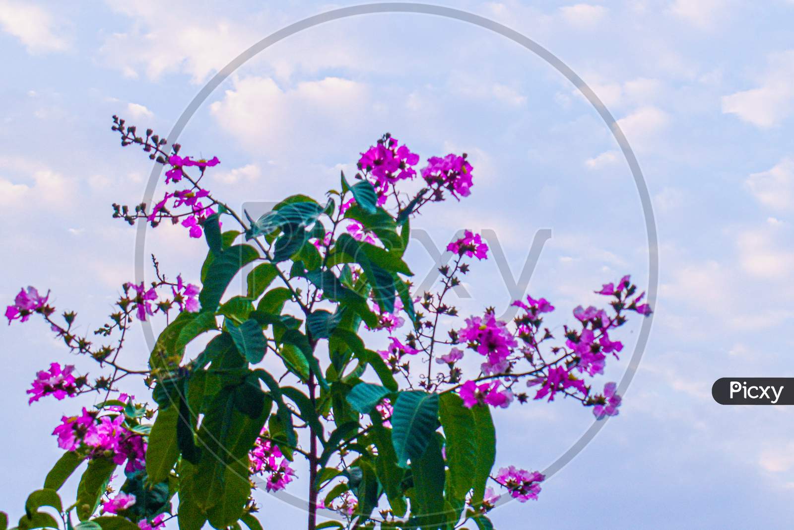Pink Flowers With Sky