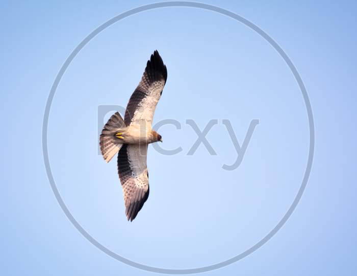Booted Eagle Pale Morph