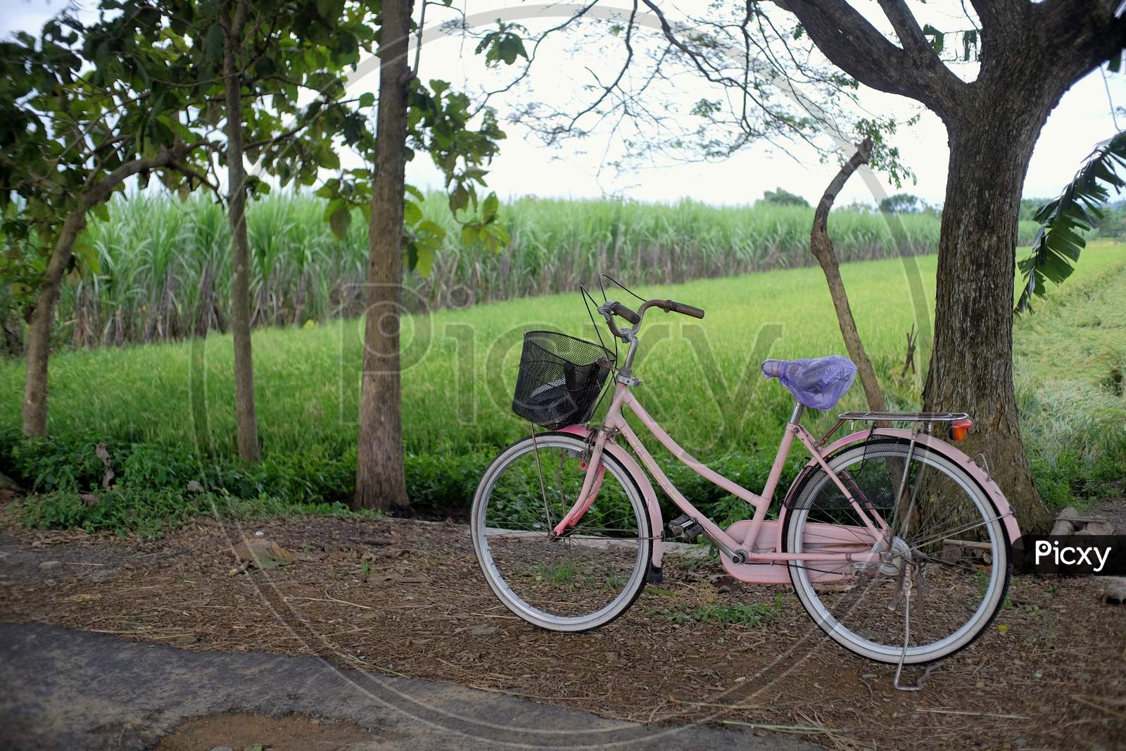 Feminine bikes are parked on rural road