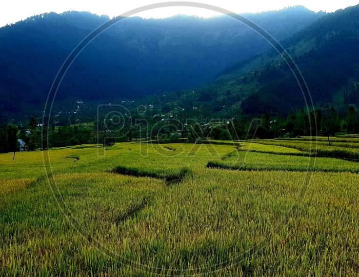 Pasteurization Of Paddy Fields And A Hill