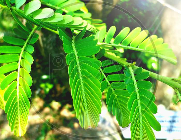 Detailed focus on a small green leaf tree branch backyard sunshine asia india