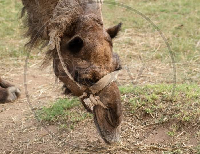 Headshot Of A Domestic Camel