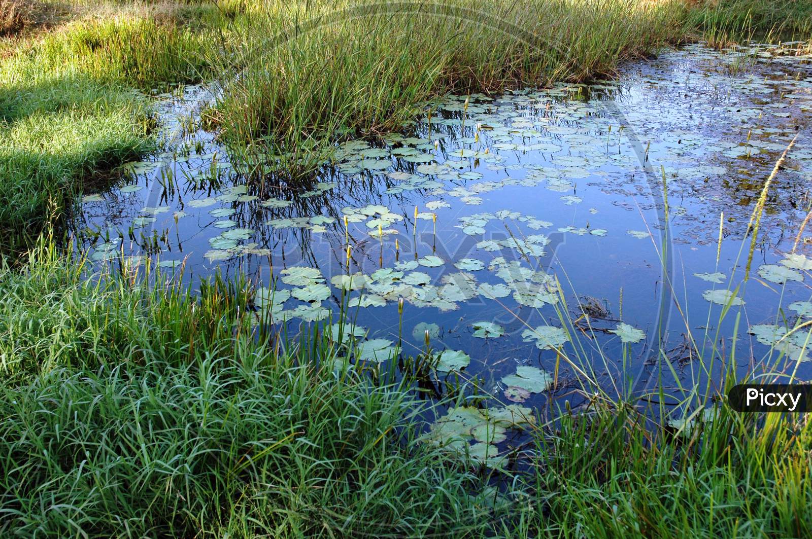 Freshwater Marsh - water lily pond