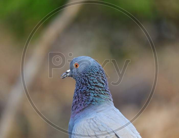 Pigeon Bird Image, Hd