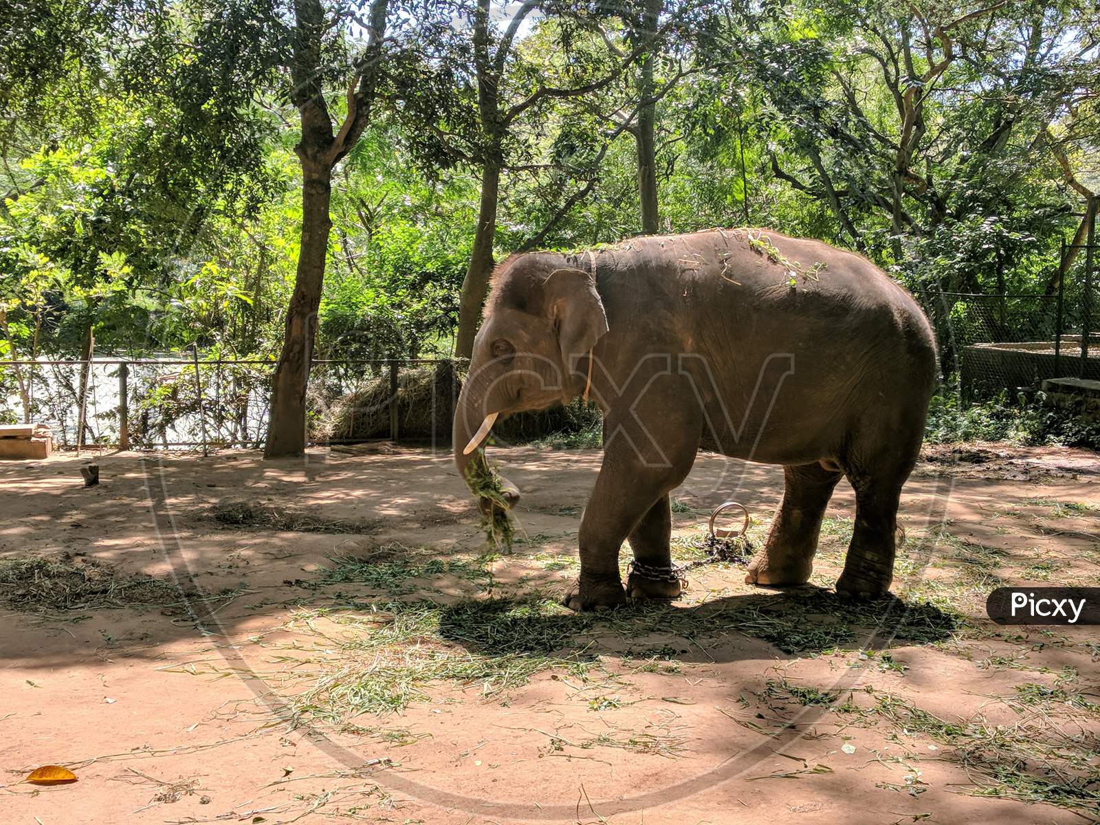 Elephant in the Wildlife Sanctuary