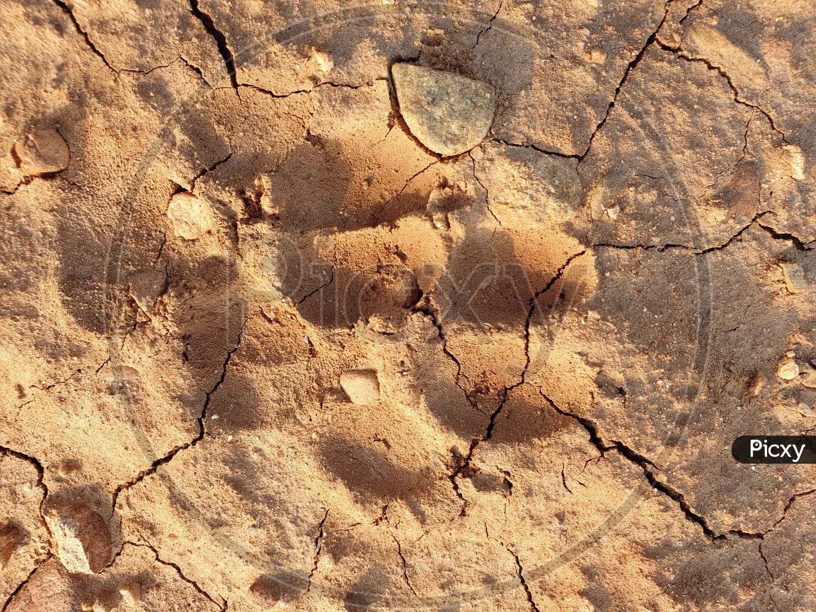 Foot Prints Of Dog On Cracked Mud