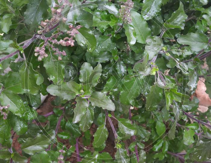 Green Holy Basil Plant Leaves Under Cloudy Sky In Monsoon Season