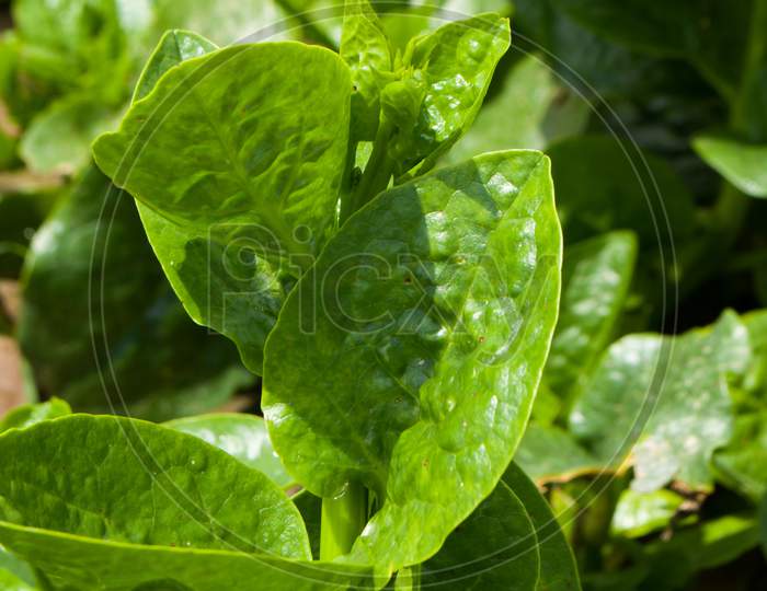 Indian Spinach green leafy