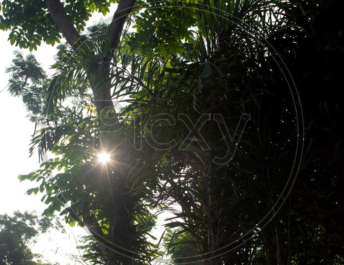 View Of Sun Rays In-Between The Tree Leaves Giving A Starburst Effect