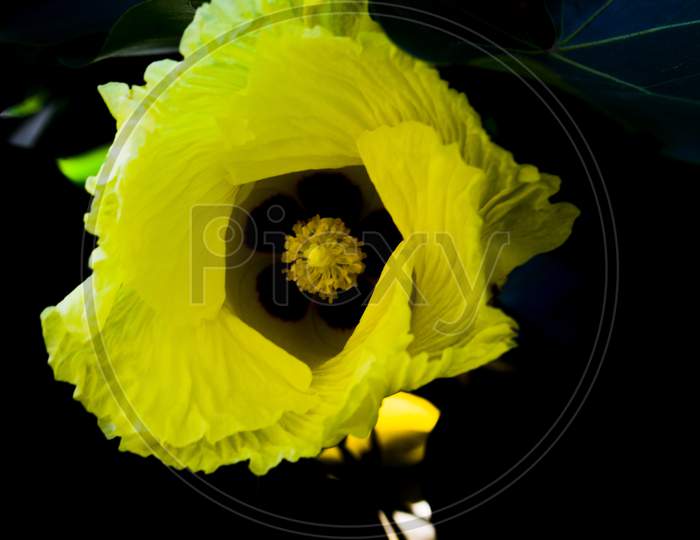 Yellow for o clock family flower