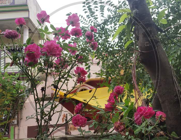 Pink Roses Under Monsoon Rainy Sky With Green Leaves