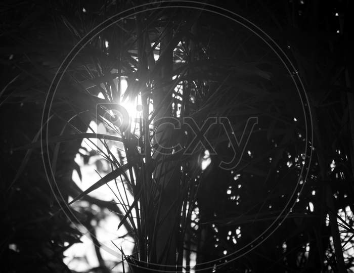 View Of Sun Rays In-Between The Tree Leaves In Black And White.