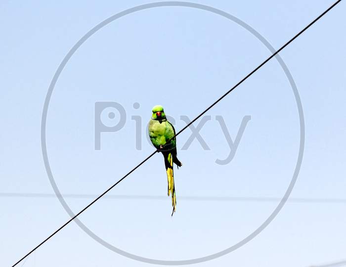 Selective Focus Shot Of A Green Parrot With A Red Beak Sitting On A Wire