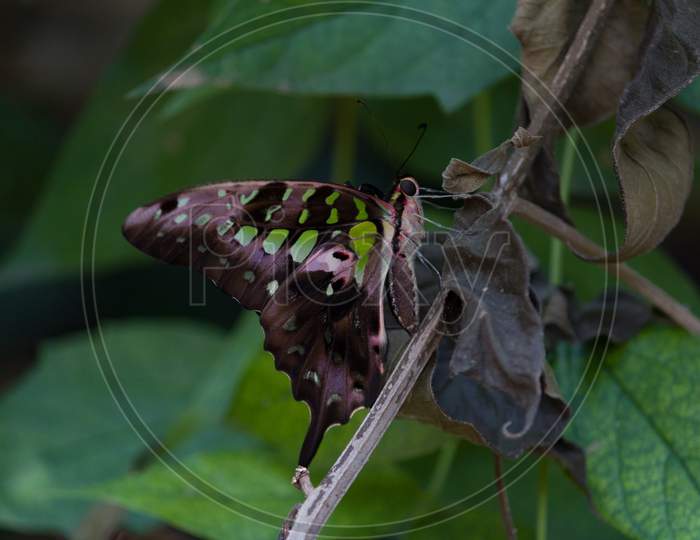 Green Butterfly On Dry Leaves
