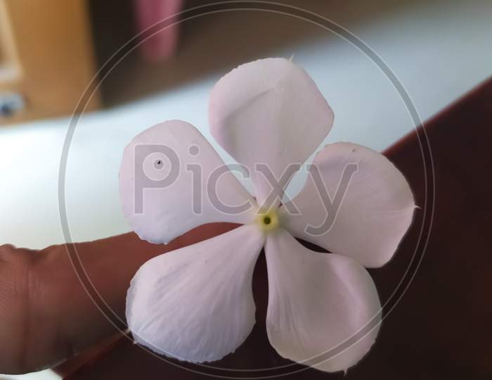 white Catharanthus roseus flower. common names are bright eyes, Cape periwinkle, graveyard plant, Madagascar periwinkle, old maid and white periwinkle. selective focus and background blur