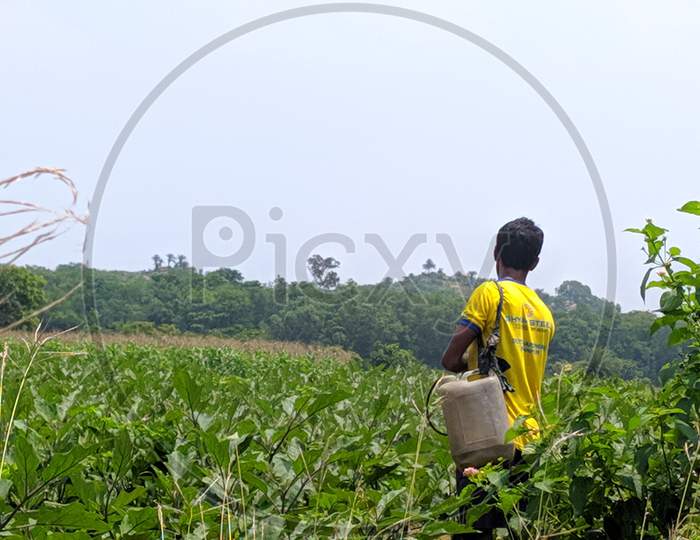A farmer sprayed fartilizer in the field in 30june, 2020 at bankura