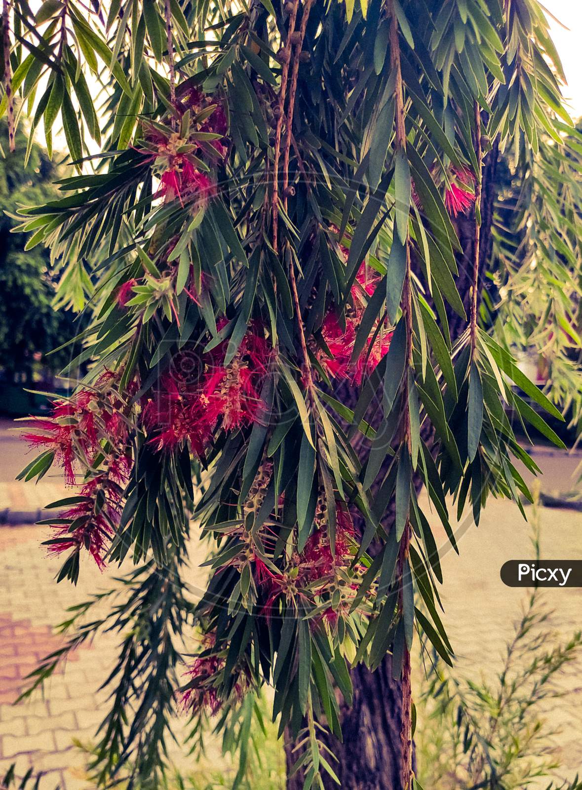 A beautiful magenta flower bush hanging downwards in a park in Chandigarh India