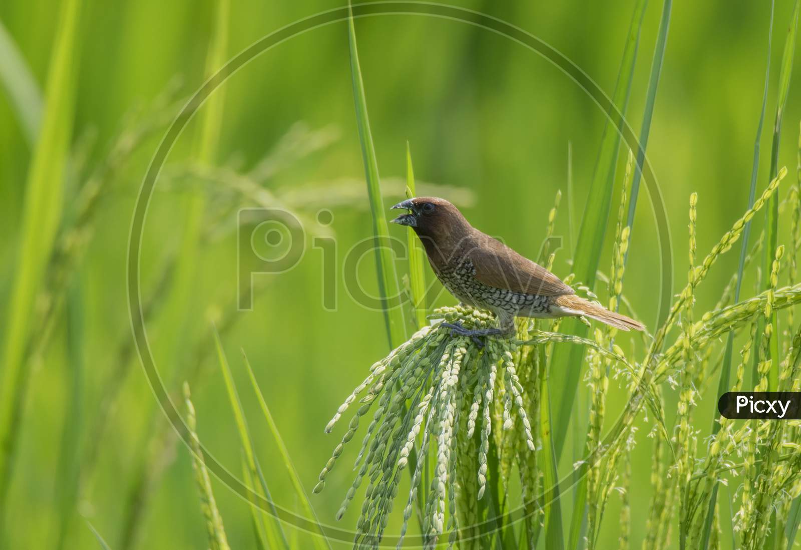 A Small Wild Bird On The The Paddy Tree