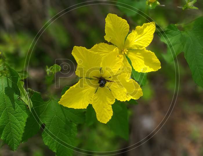 Yellow flowers  sitting on Weevils