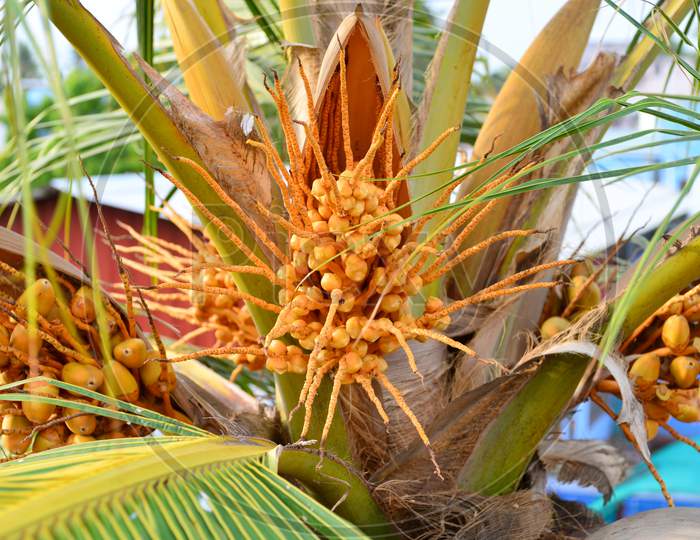 Orange Coconut Palm At Sunset