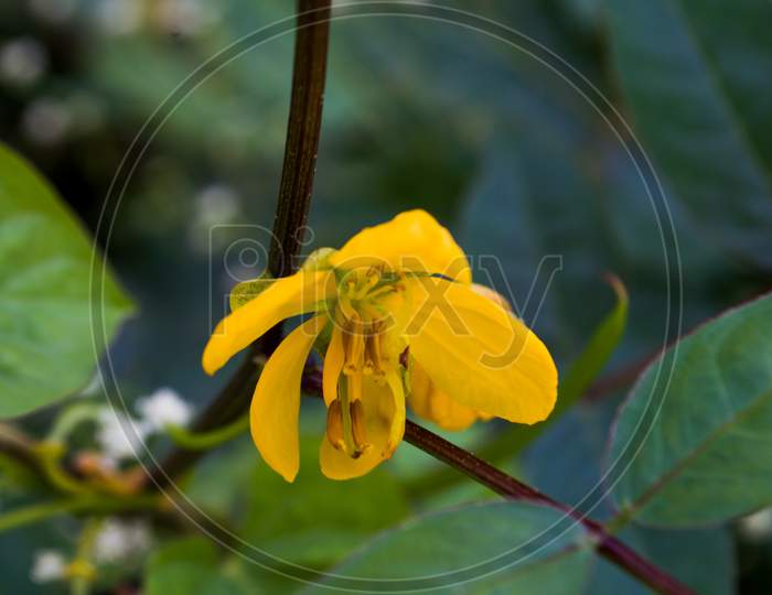 Springkraut wildflower
